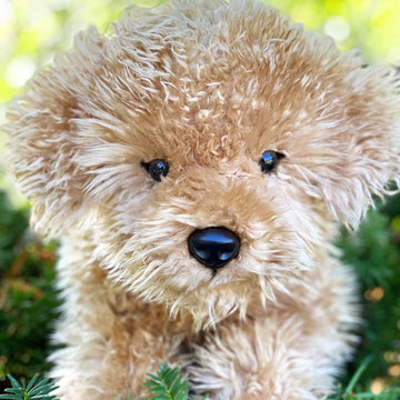 Auswella Auswella - Lila Laying Labradoodle